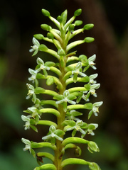 Cranichis ciliata