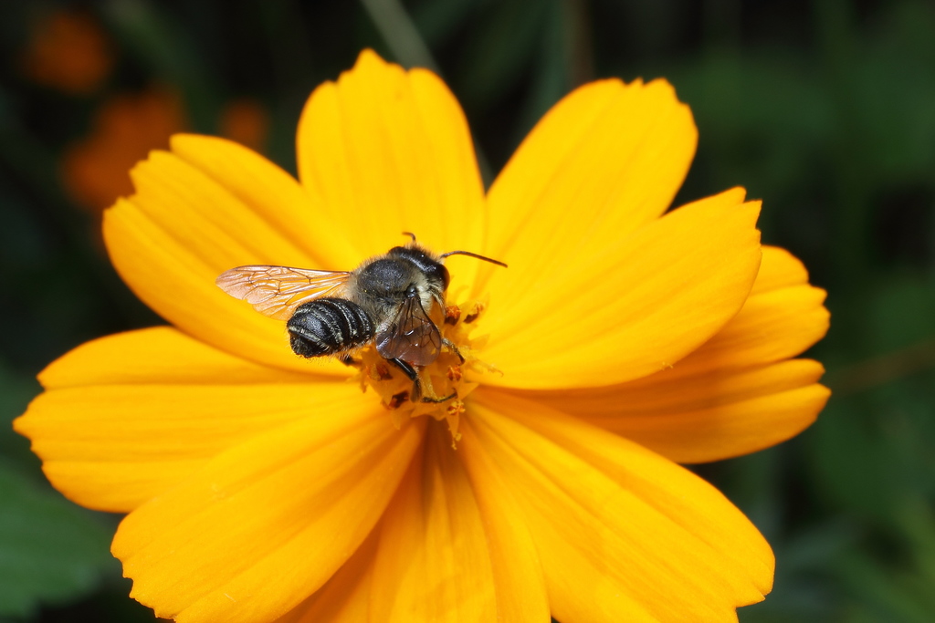 Megachile tsurugensis