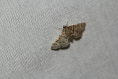 Steniini