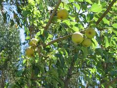 Pyrus bourgaeana
