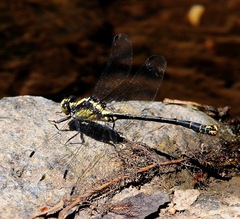 Octogomphus specularis