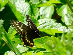 Papilio brevicauda