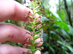 Cranichis antioquiensis