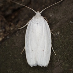 Antaeotricha albulella