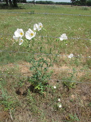 Argemone albiflora texana