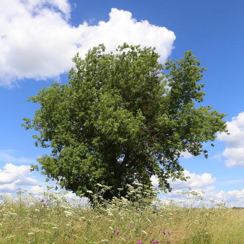 Uosialapis klevas nuotrauka