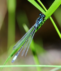 Zoniagrion exclamationis