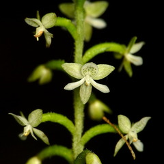 Cranichis diphylla