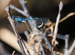 Enallagma carunculatum