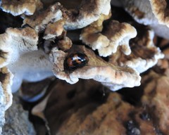 Diaperis nigronotata