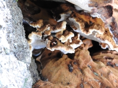 Diaperis nigronotata