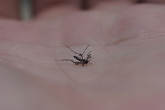 Stegomyia