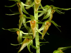 Crossoglossa hirtzii