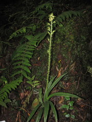 Crossoglossa hirtzii