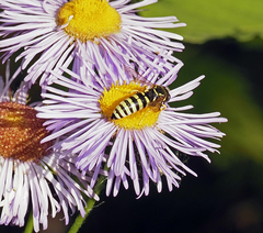 Bicyrtes capnopterus