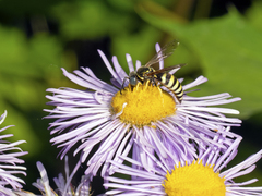 Bicyrtes capnopterus