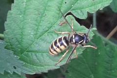 Dolichovespula sylvestris
