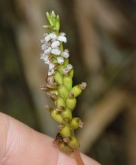 Cyclopogon peruvianus
