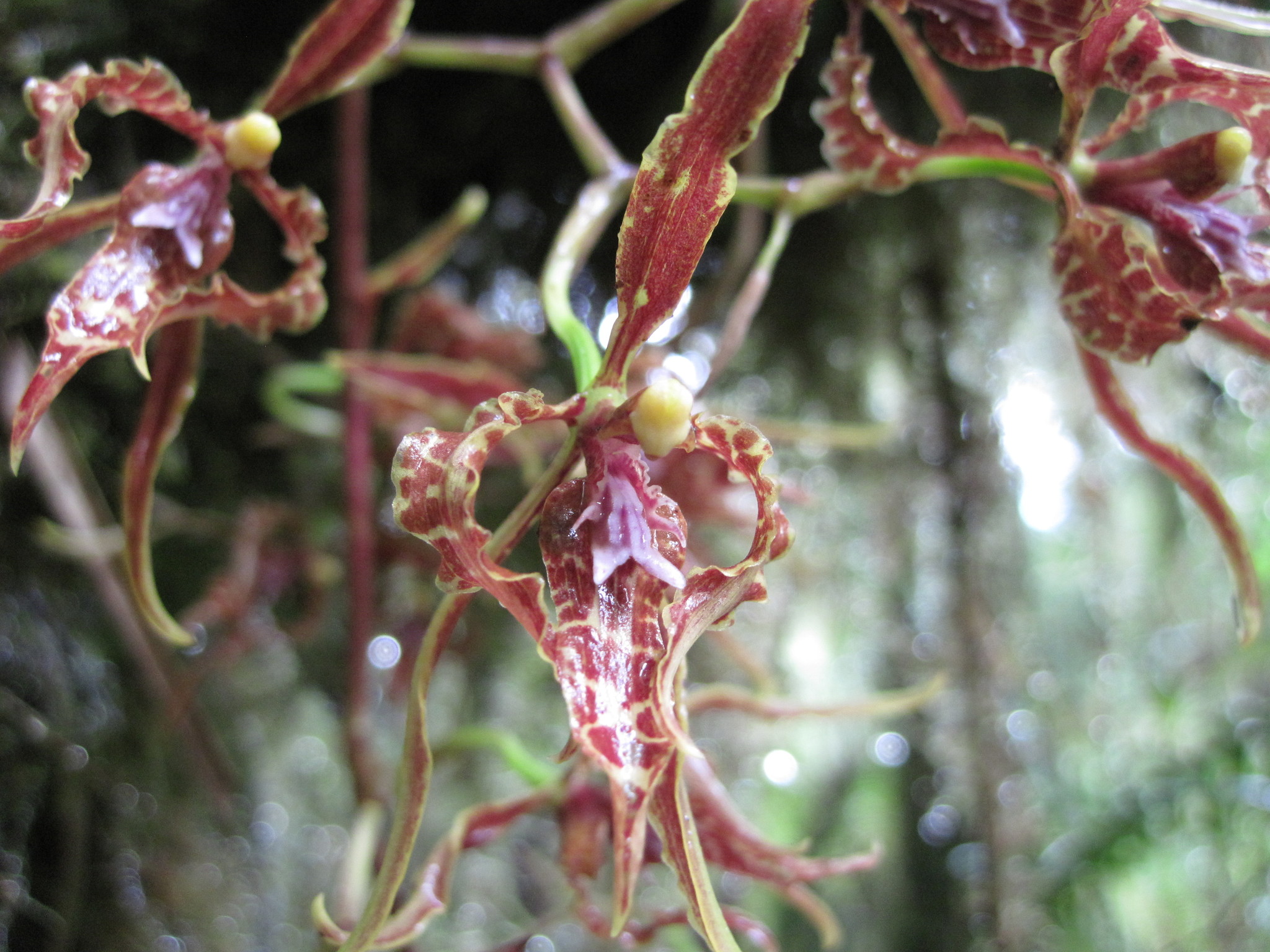 Cyrtochilum angustatum (Lindl.) Kraenzl. 4