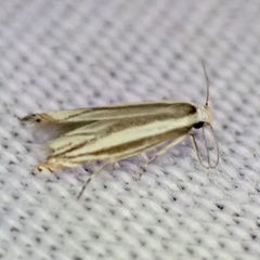 Polyhymno luteostrigella