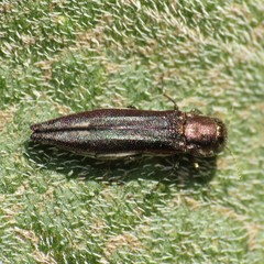 Agrilus quadriguttatus niveiventris