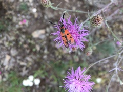 Zygaena laeta