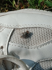 Sarcophagidae