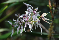 Cyrtochilum ramosissimum