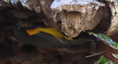 Ploceus bicolor stictifrons