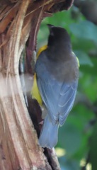 Ploceus bicolor stictifrons