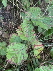Diplocarpon fragariae