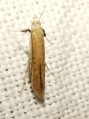 Aspilapteryx tringipennella