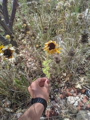 Gaillardia aestivalis
