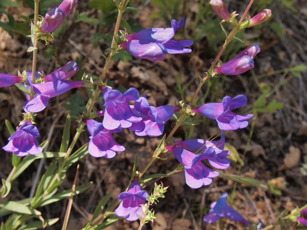 Bunchleaf Penstemon