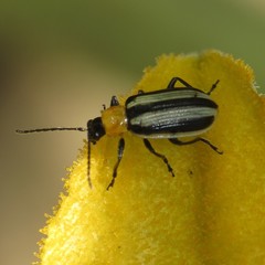 Acalymma trivittatum