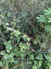 Diplocarpon fragariae