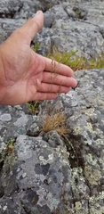 Festuca saximontana