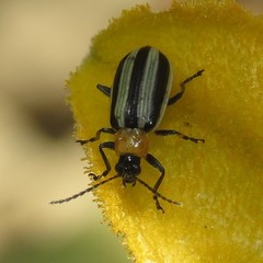 Acalymma trivittatum