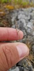 Festuca saximontana