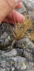 Festuca saximontana