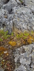 Festuca saximontana