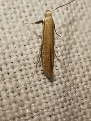 Aspilapteryx tringipennella