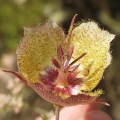 Calochortus weedii intermedius