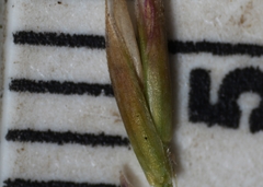 Festuca saximontana