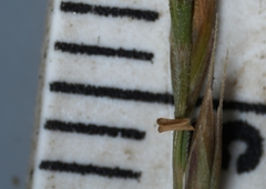 Festuca saximontana