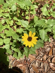 Helianthus debilis image