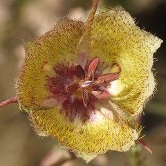 Calochortus weedii intermedius