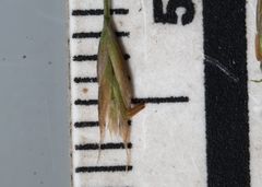 Festuca saximontana