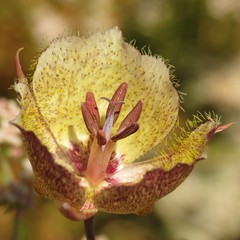 Calochortus weedii intermedius