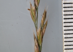 Festuca saximontana
